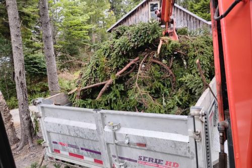 Cleaning Up Brush From Trees We Cut Down